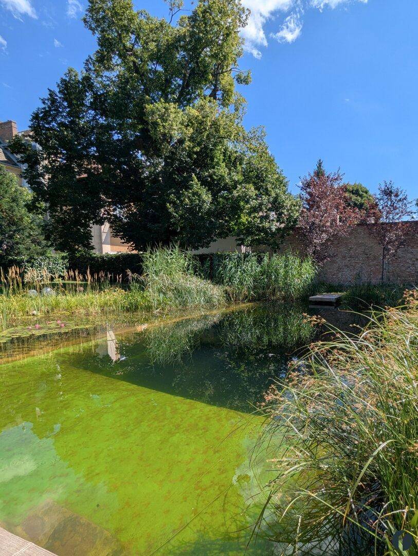 Schwimm-Biotop mit 2 Stegen
