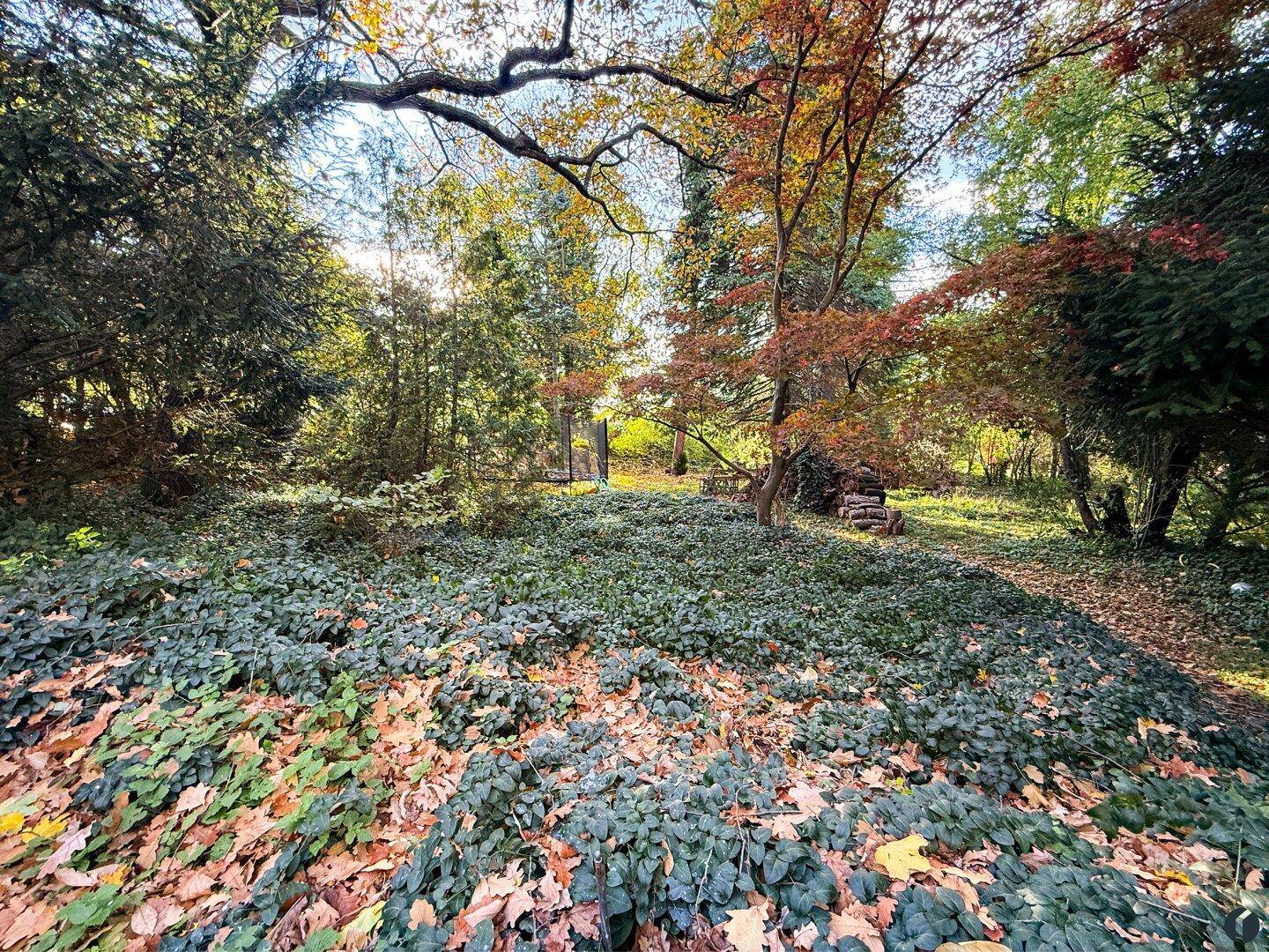 Üppiger, naturnaher Gartenbereich mit dichtem Bodendecker und herbstlicher Baumkulisse.