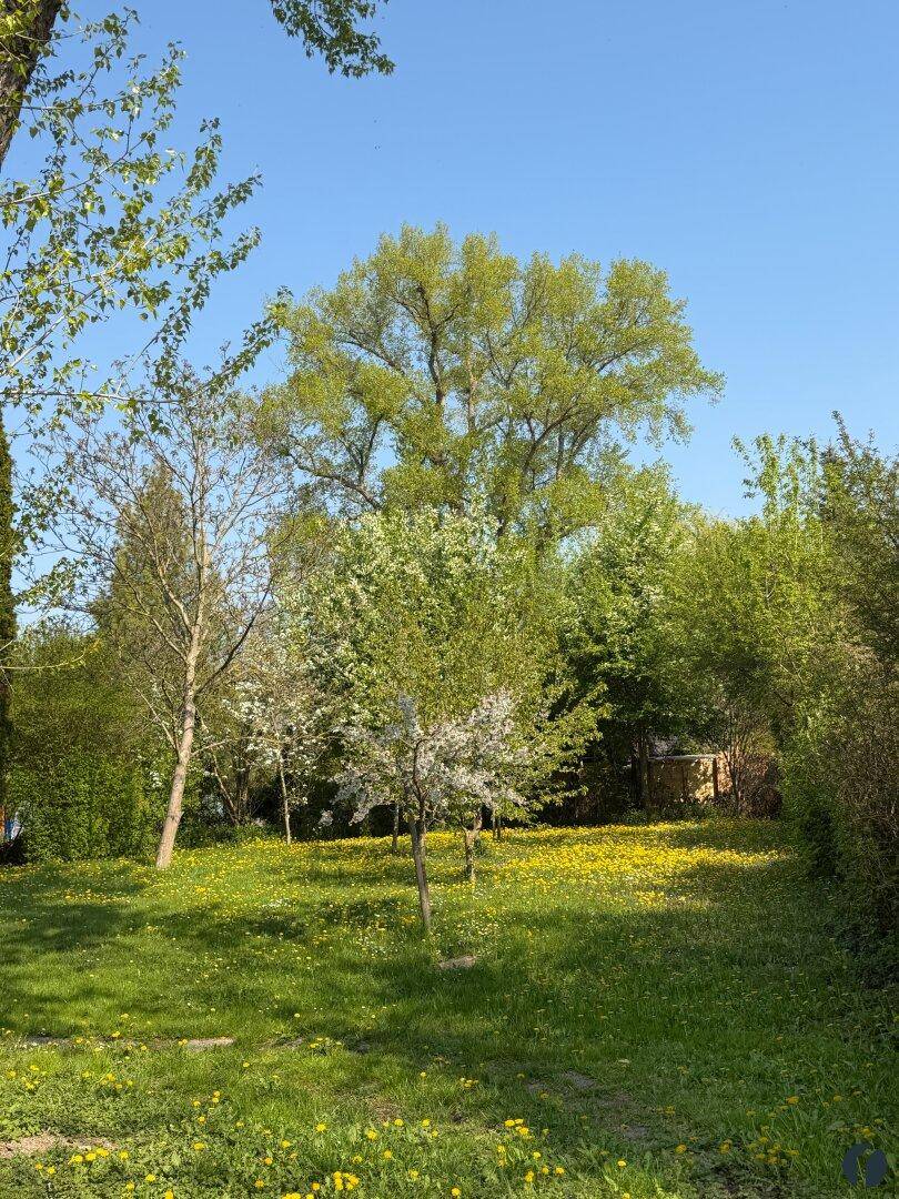 Idyllischer Garten mit hohen Bäumen und einer Wiese voller gelber Blumen im Sonnenschein.