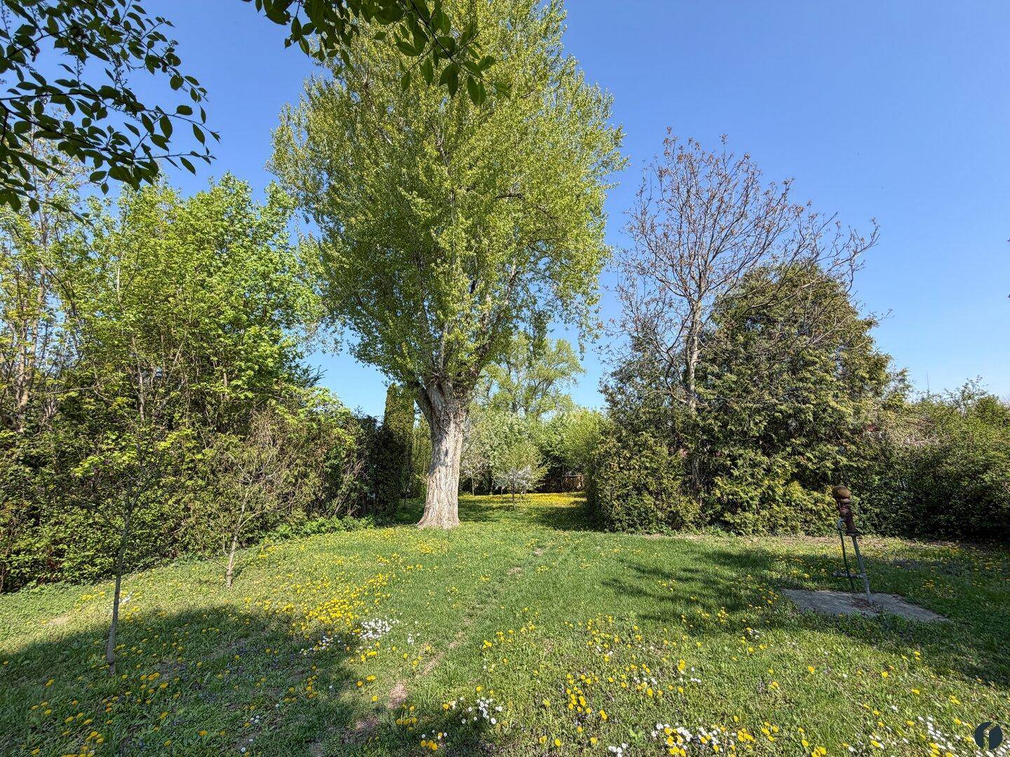 Großer Garten mit altem Baumbestand und sonnigen Rasenflächen, ideal zur Entspannung.