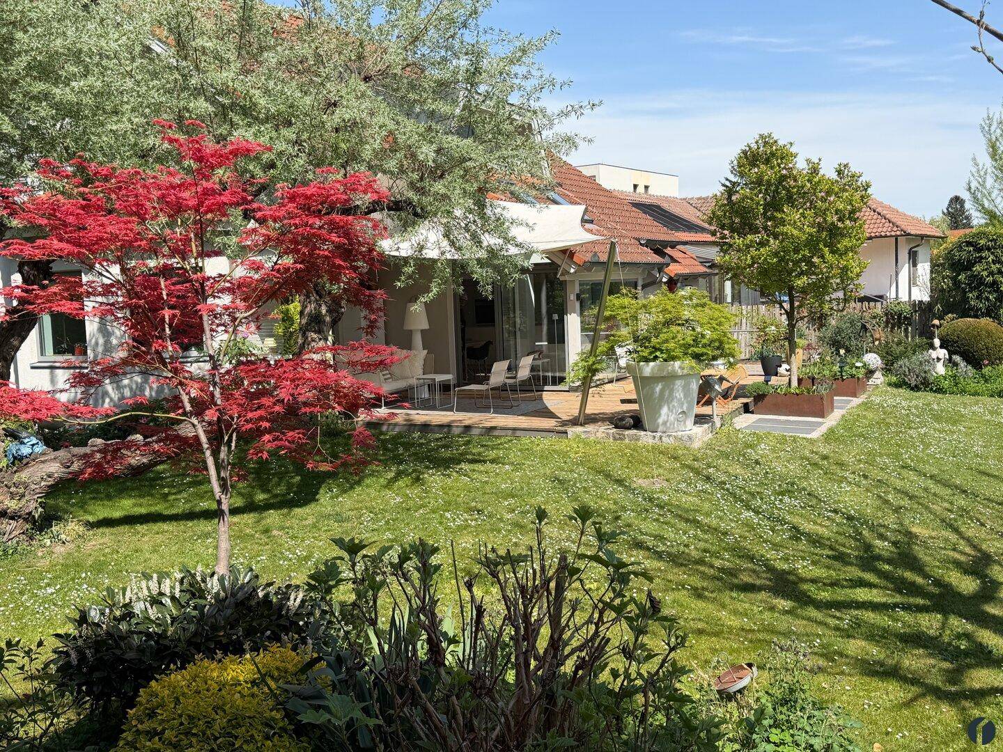 Weitläufiger Garten mit Rasenfläche, Terrasse und einem auffälligen roten Ahornbaum.