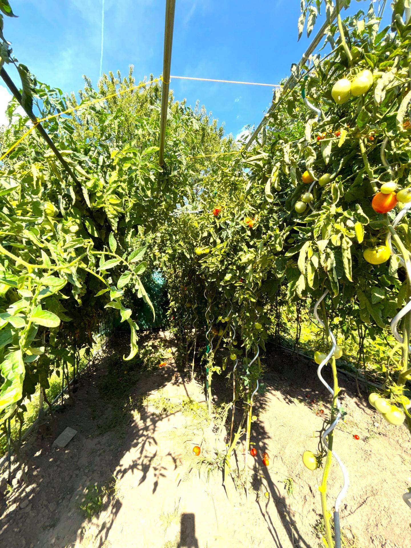 Üppiger Gemüsegarten mit reifen Tomatenpflanzen unter einem sonnigen Himmel.