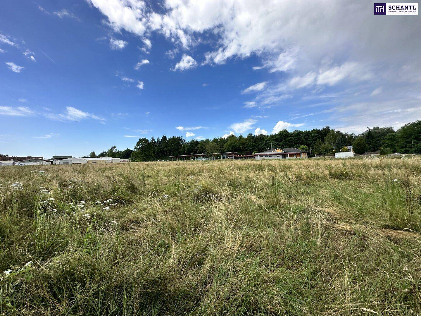 Weitläufiges Grasfeld mit Wildblumen unter einem strahlend blauen Himmel und bewaldetem Hintergrund.