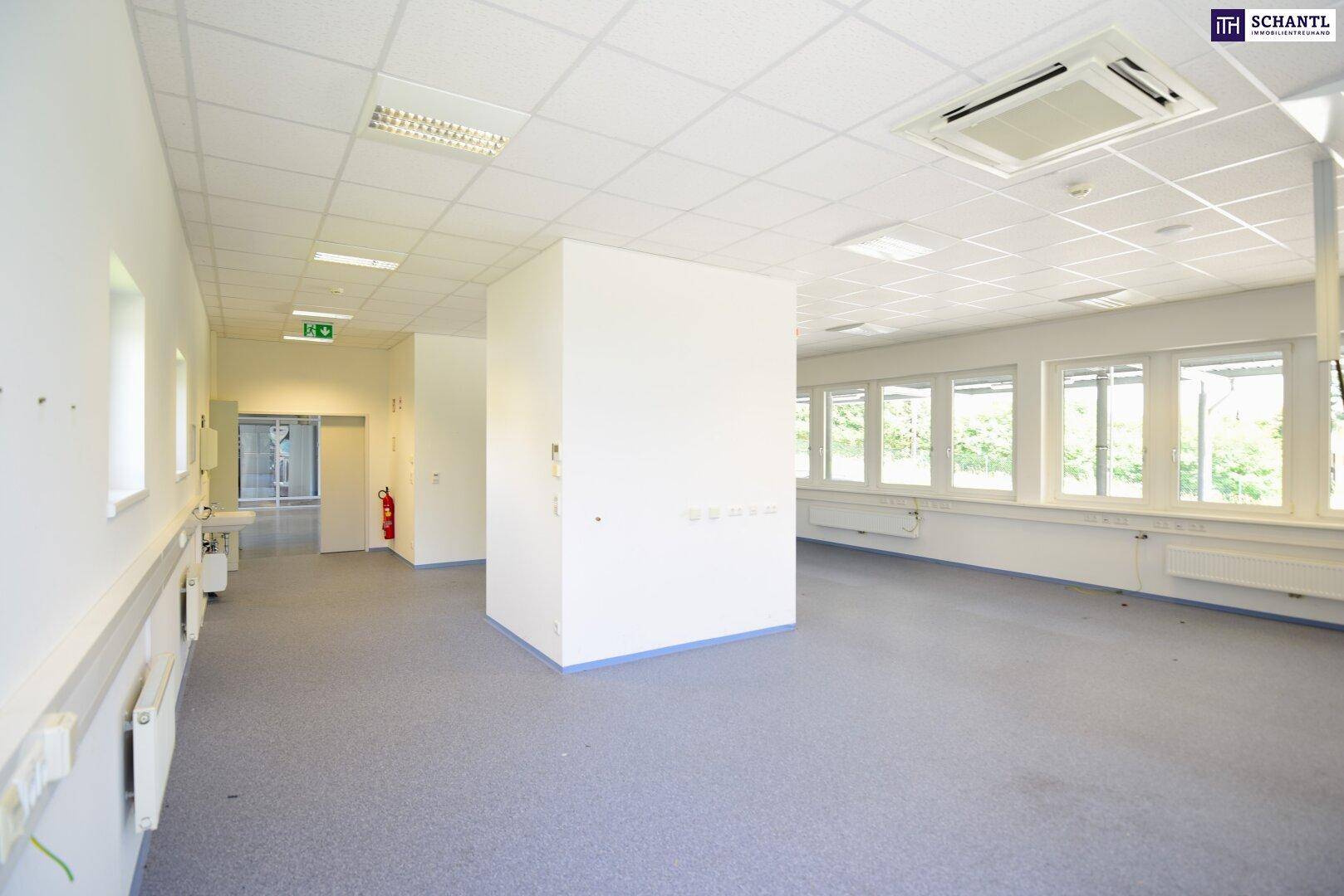 Großes, helles Büro mit Teppichboden, vielen Fenstern und abgehängter Decke.