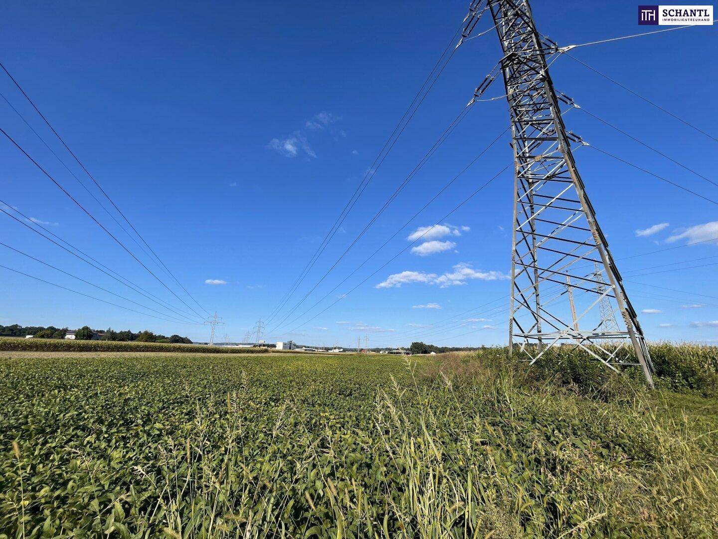 Weites Feld mit grünen Pflanzen unter blauem Himmel und einem großen Strommast.