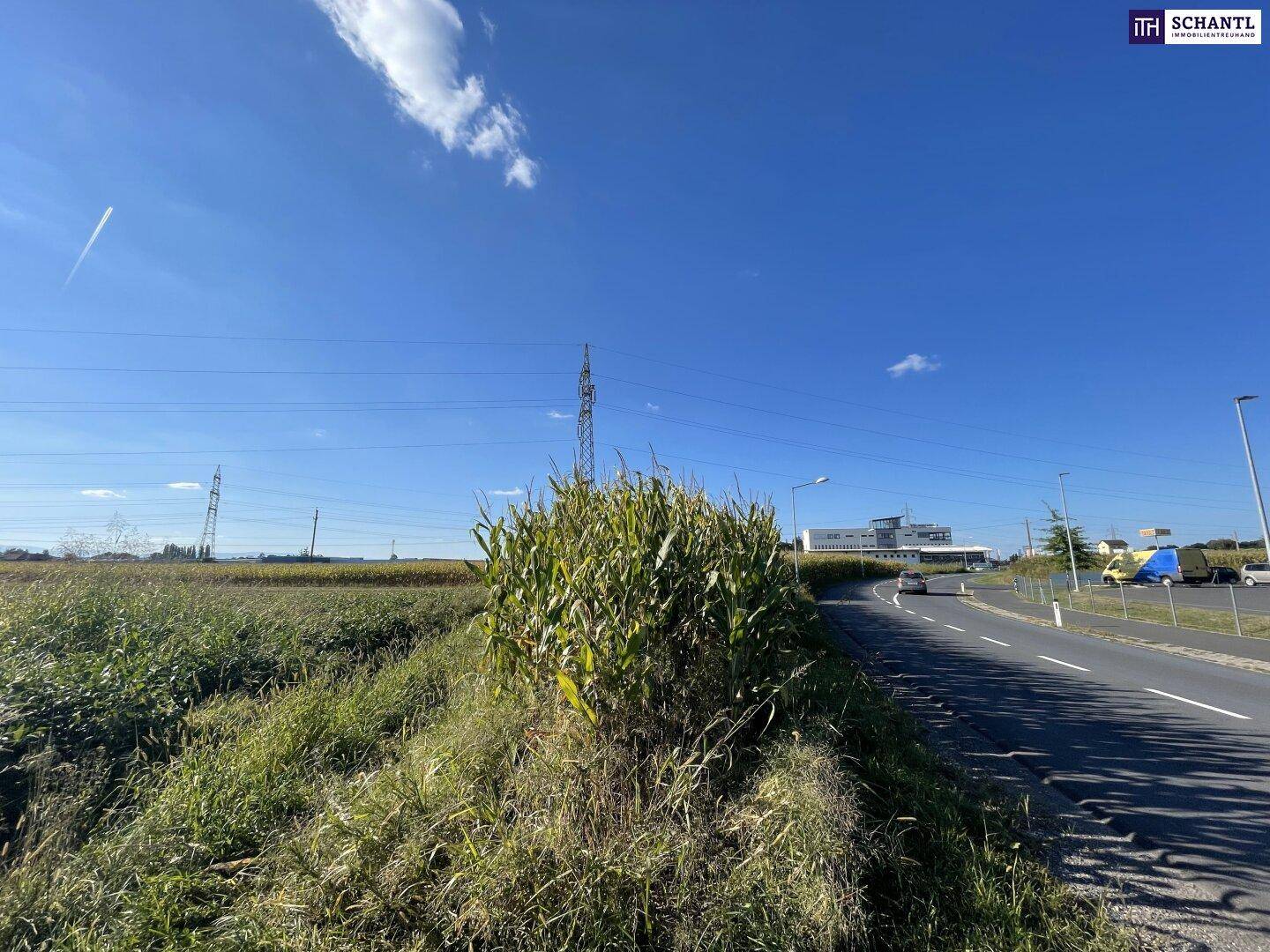 Straße neben einem Maisfeld mit Stromleitungen und Gebäuden in der Ferne unter blauem Himmel.