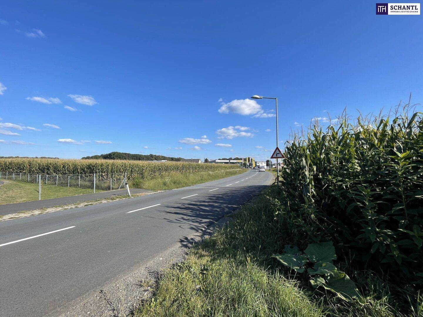 Landstraße neben einem Maisfeld unter strahlend blauem Himmel mit einer Straßenlaterne.