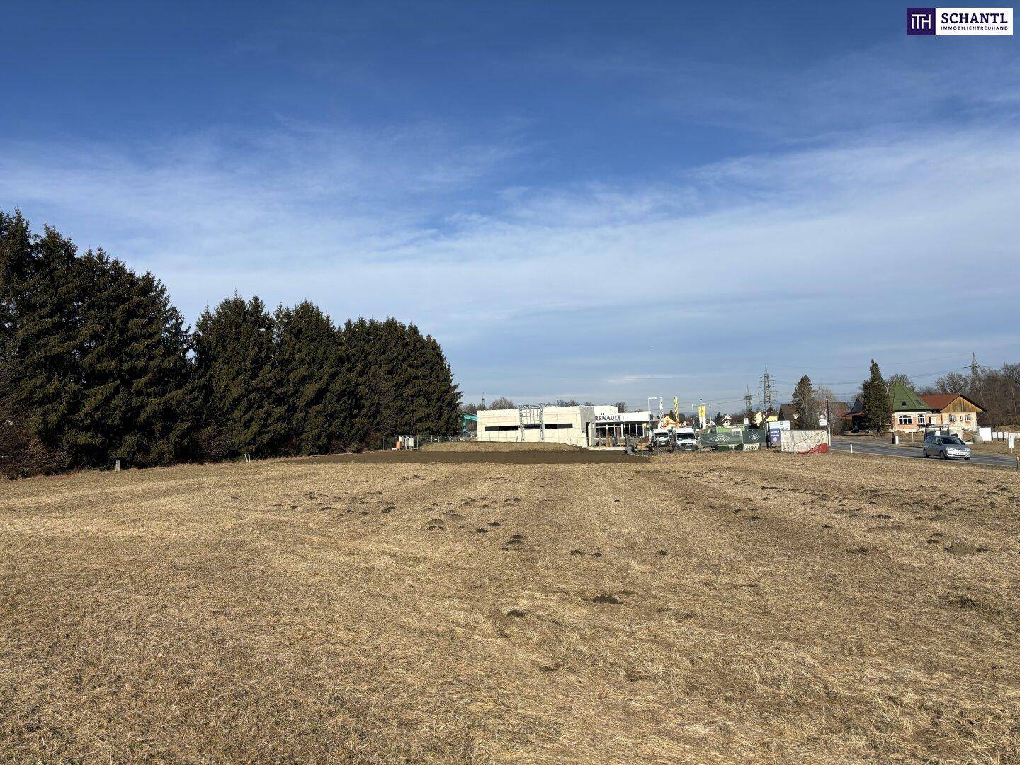 Ausgedehntes trockenes Feld mit einer Reihe von Nadelbäumen und Gebäuden entlang einer Straße im Hintergrund.