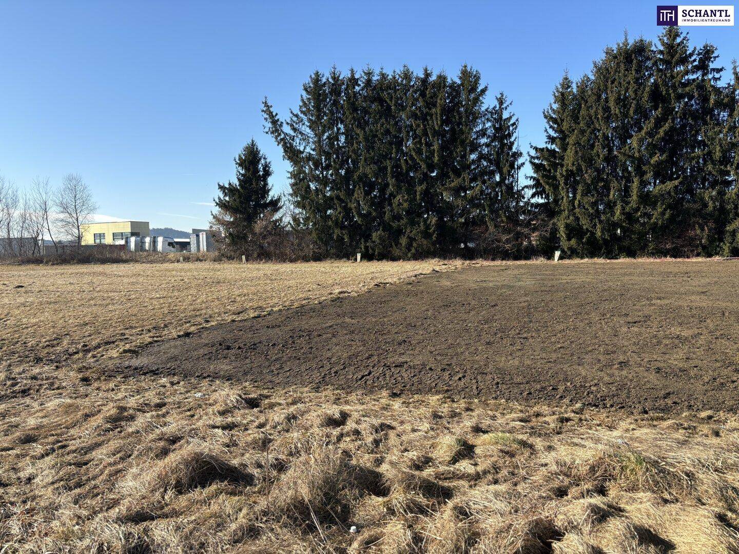 Trockenes Feld mit einem frisch bearbeiteten Bereich und einer Reihe von Nadelbäumen im Hintergrund.
