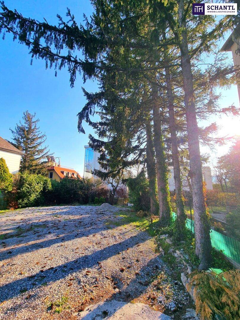 Sonnenbeschienenes Grundstück mit hohen Nadelbäumen und Blick auf umliegende Häuser und den blauen Himmel.