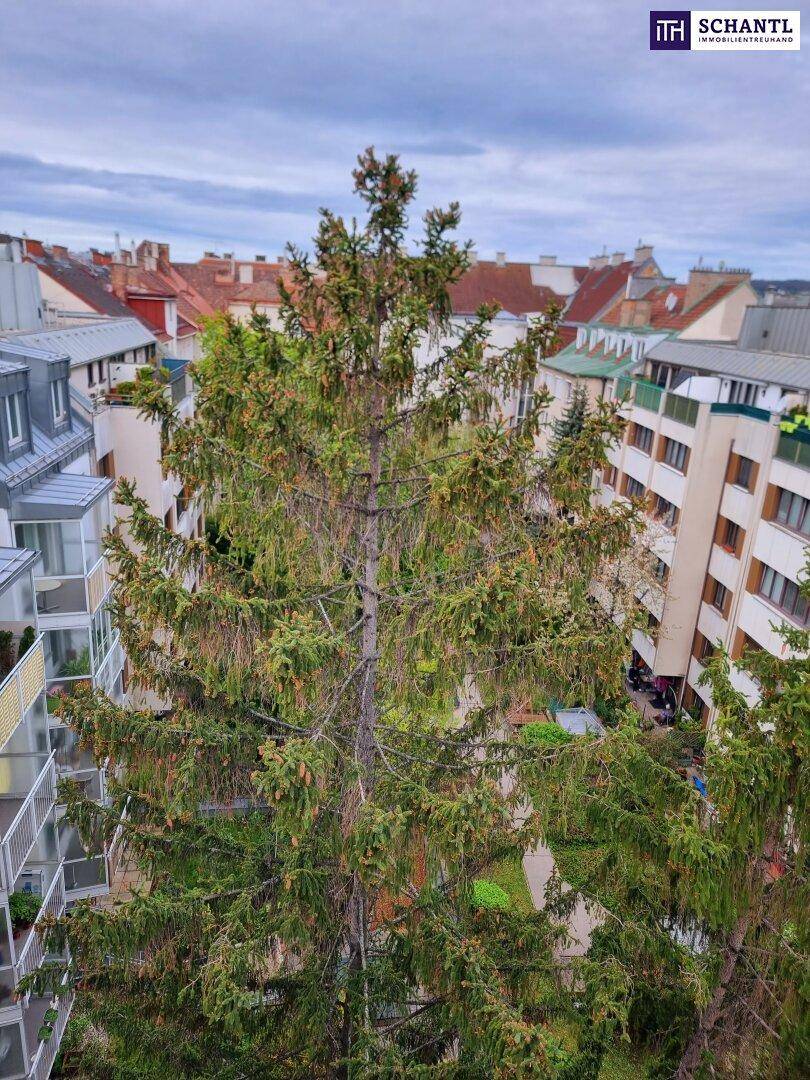 Blick von oben auf einen großen Baum und die umliegenden Wohngebäude der Stadt.