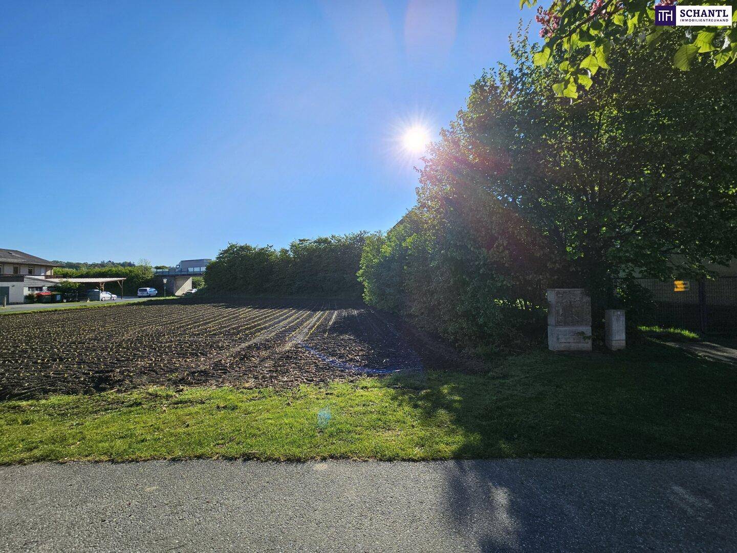 Sonniges Ackerland mit einem großen Baum im Vordergrund und Gebäuden im Hintergrund.