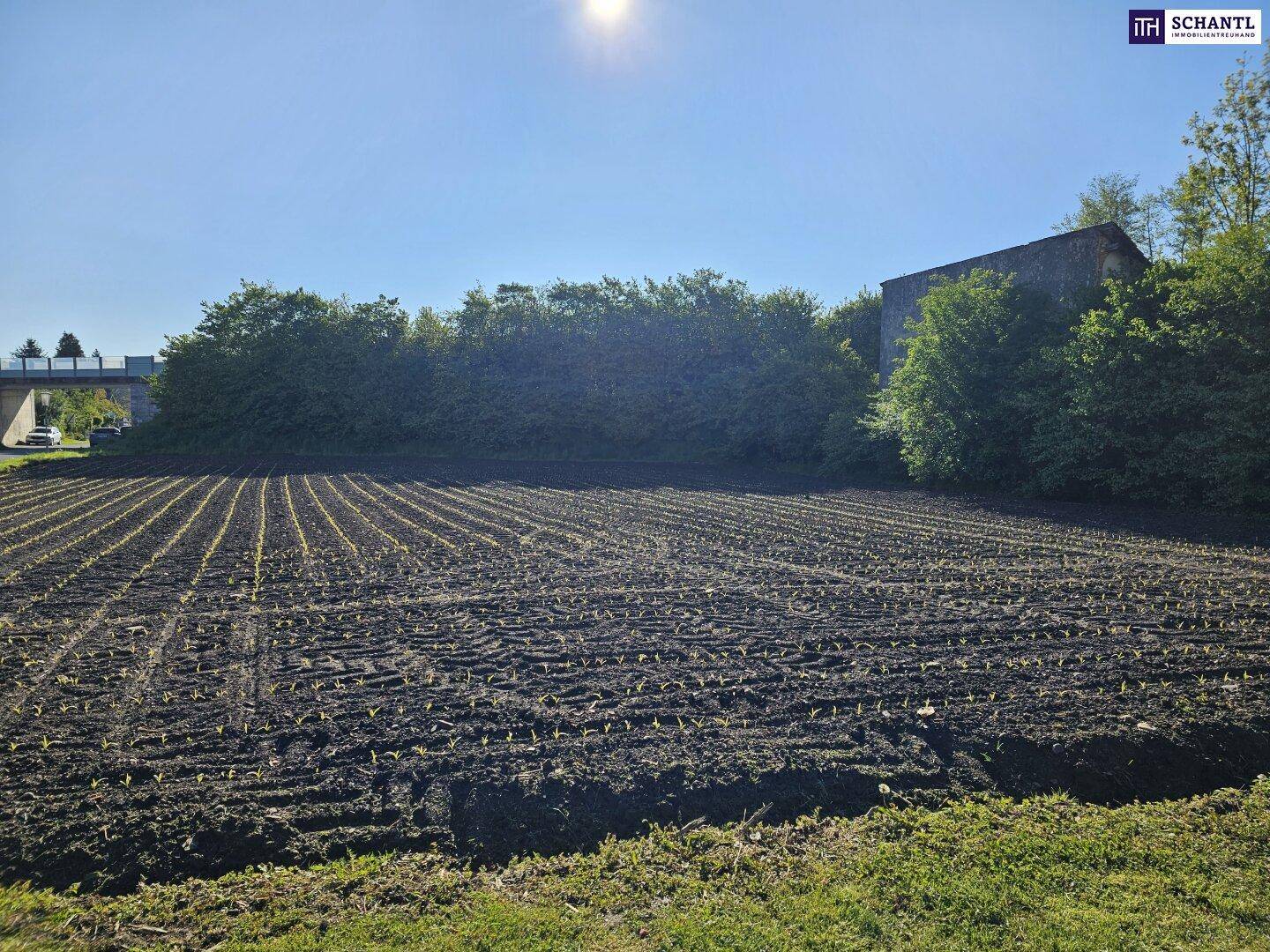 Frisches Ackerland mit jungen Pflanzenreihen unter strahlendem Sonnenschein und blauem Himmel.