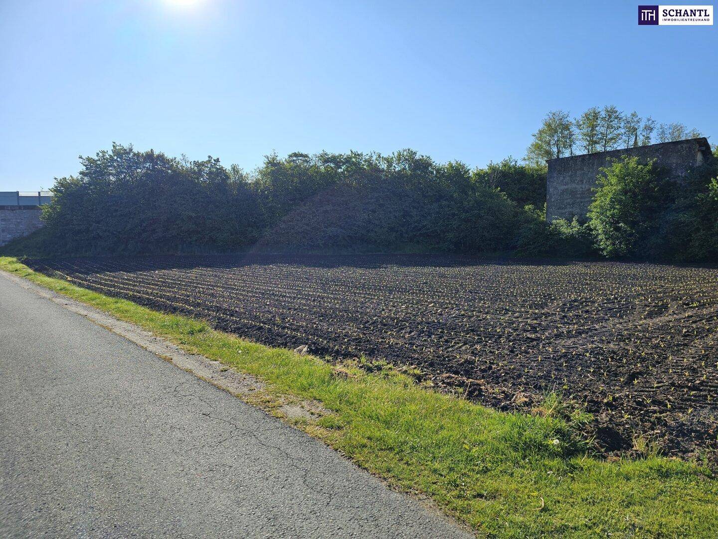 Offenes Feld mit jungen Pflanzen, umgeben von dichter Vegetation und einem alten Gebäude.