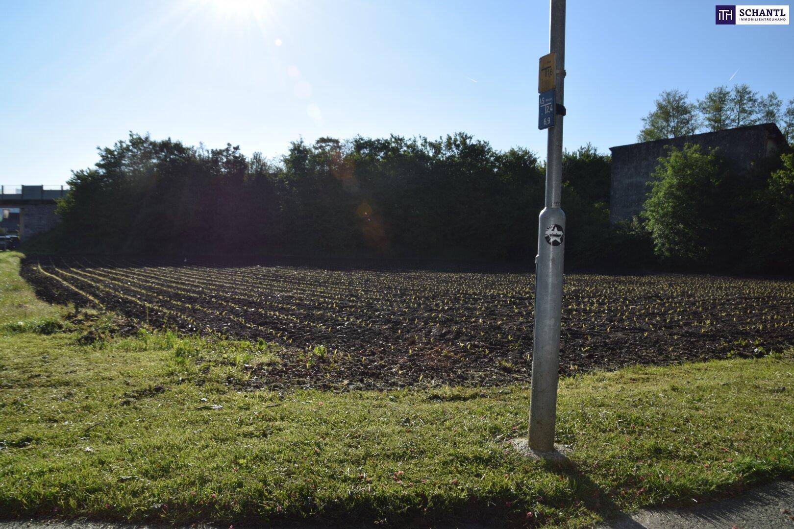 Ackerland mit jungen Pflanzen, einem Laternenpfahl und Bäumen im Hintergrund unter blauem Himmel.