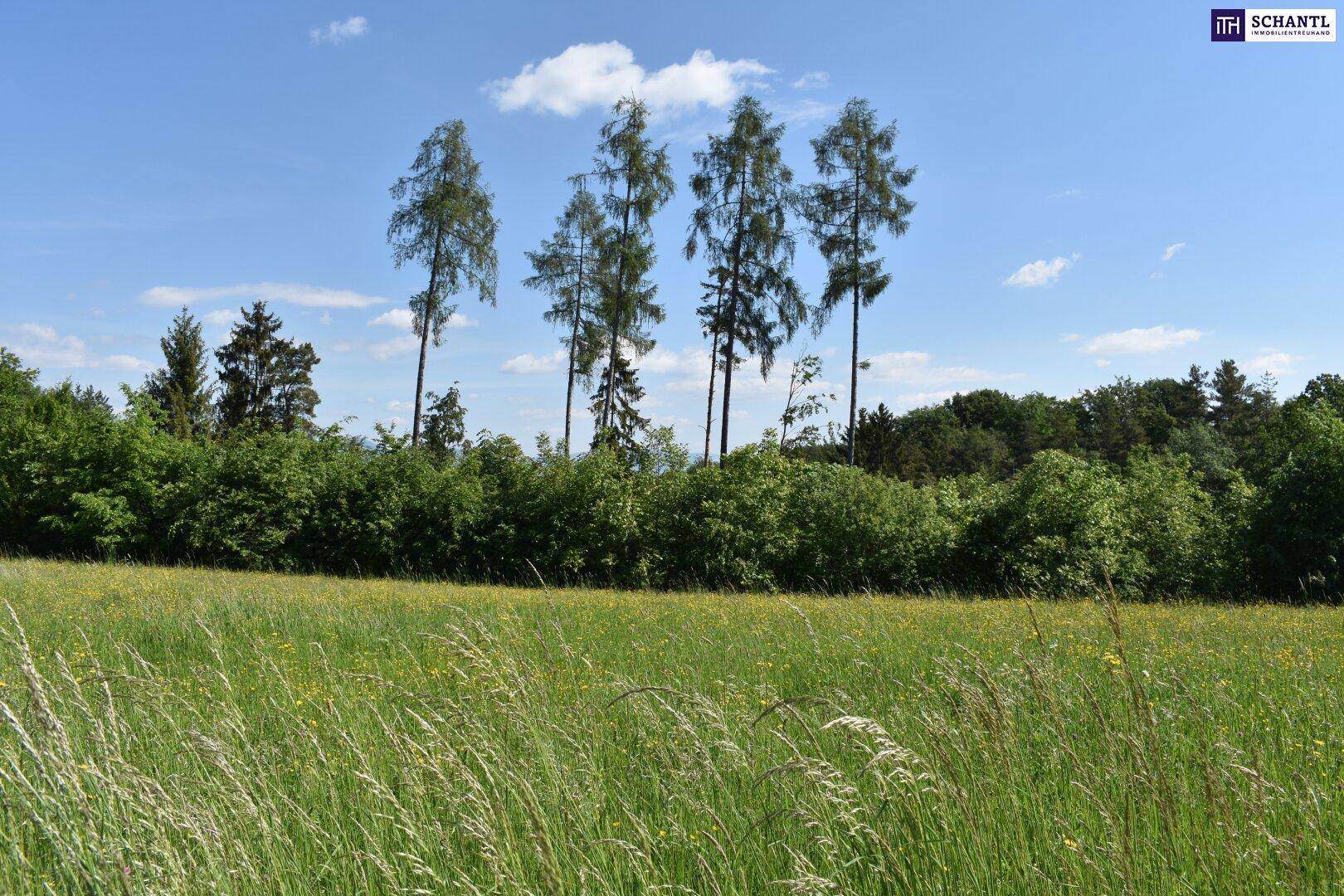 Grüne Wiese mit hohen Gräsern und einer Baumreihe im Hintergrund unter blauem Himmel.