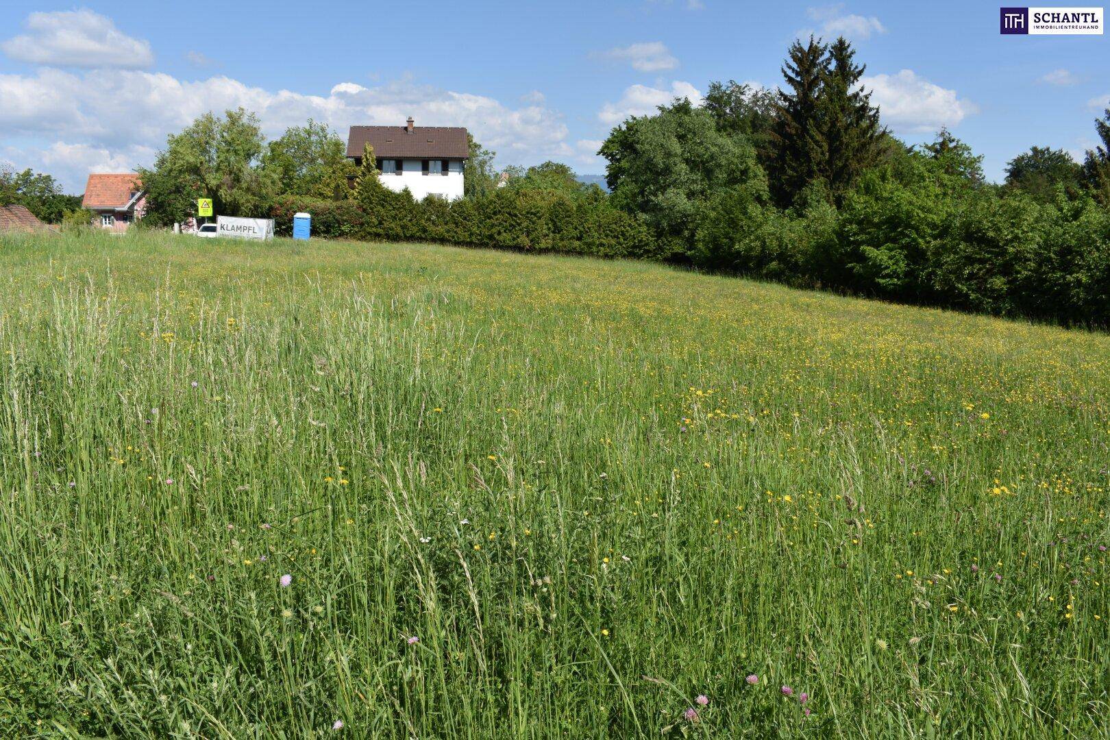 Grüne Wiese mit einem Wohnhaus und dichter Vegetation im Hintergrund unter blauem Himmel.