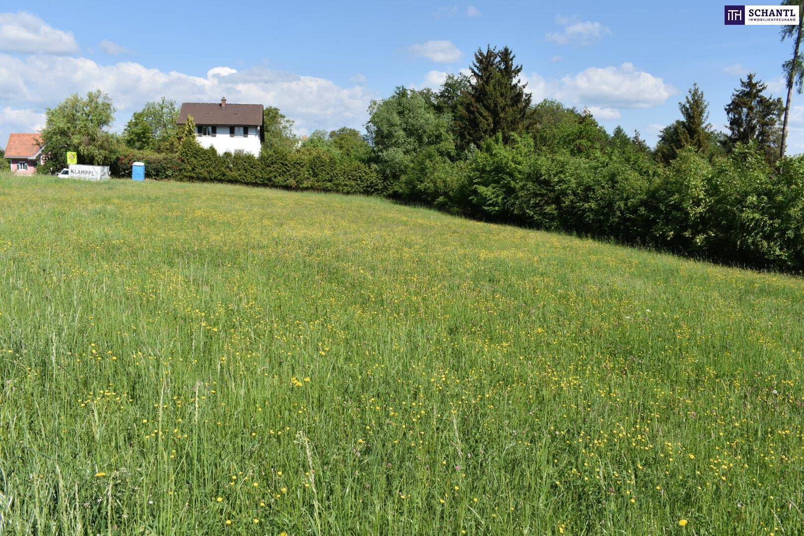 Weitläufige grüne Wiese mit einem Wohnhaus und dichter Vegetation im Hintergrund.
