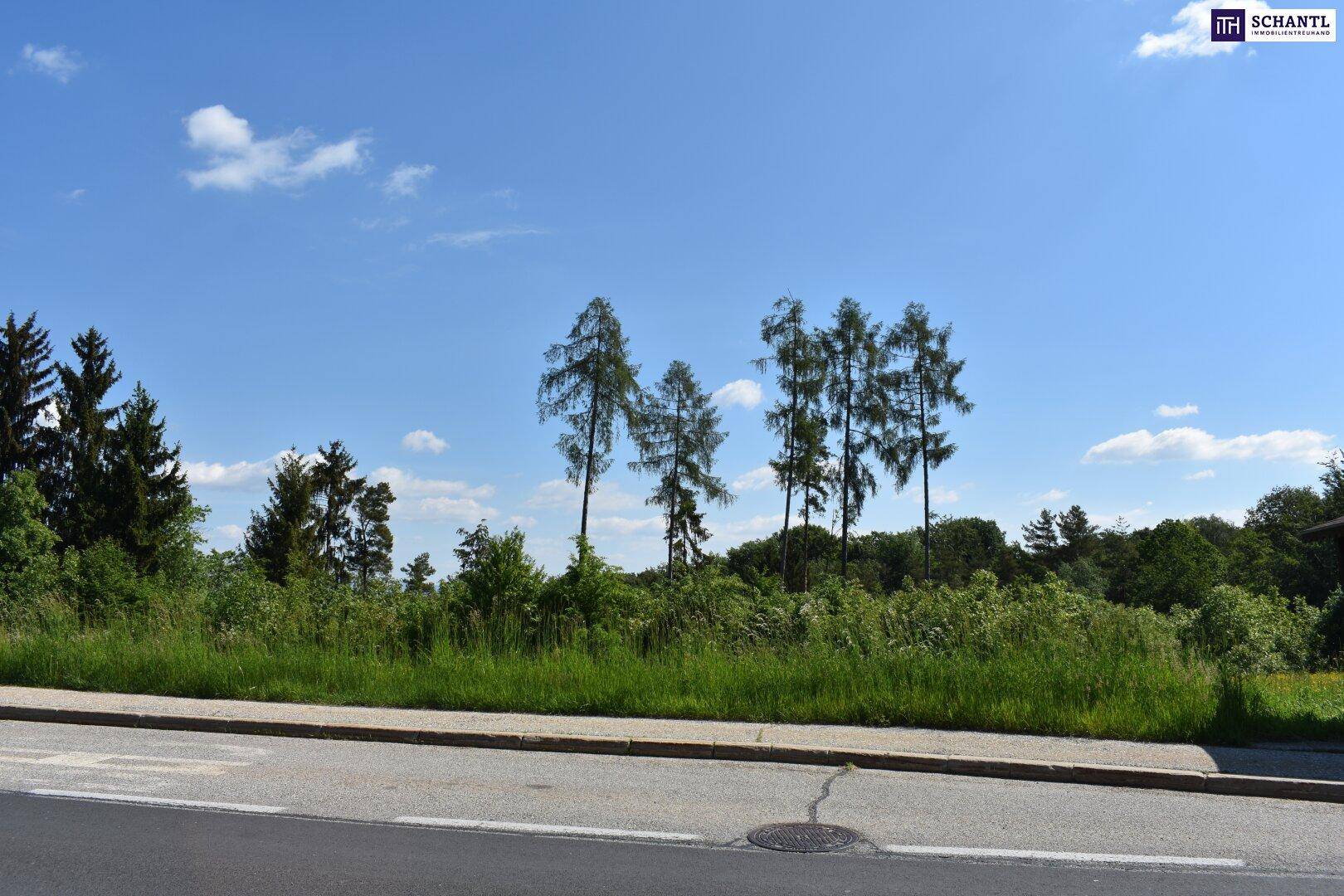 Straße mit einem Grünstreifen und hohen Bäumen unter einem klaren blauen Himmel.