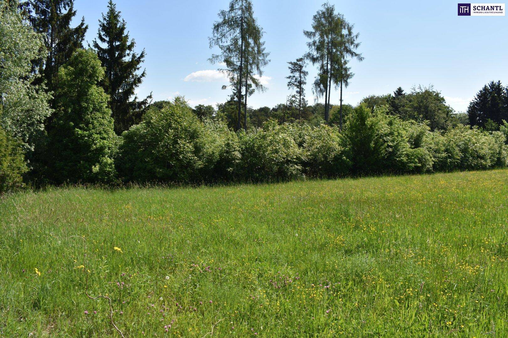 Grüne Wiese mit einer dichten Hecke und Bäumen im Hintergrund unter blauem Himmel.