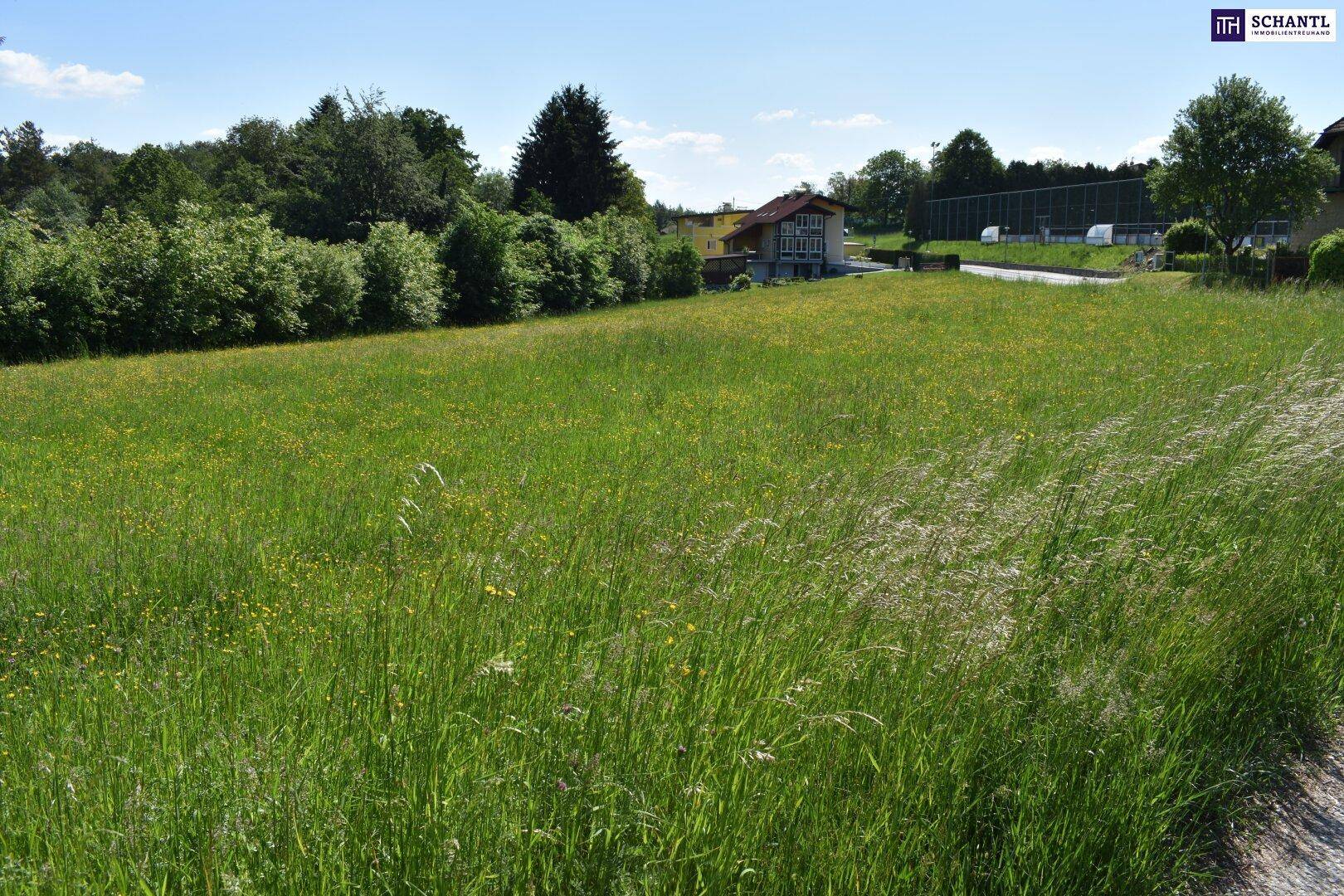 Weitläufige grüne Wiese mit hohen Gräsern und Bäumen im Hintergrund an einem sonnigen Tag.