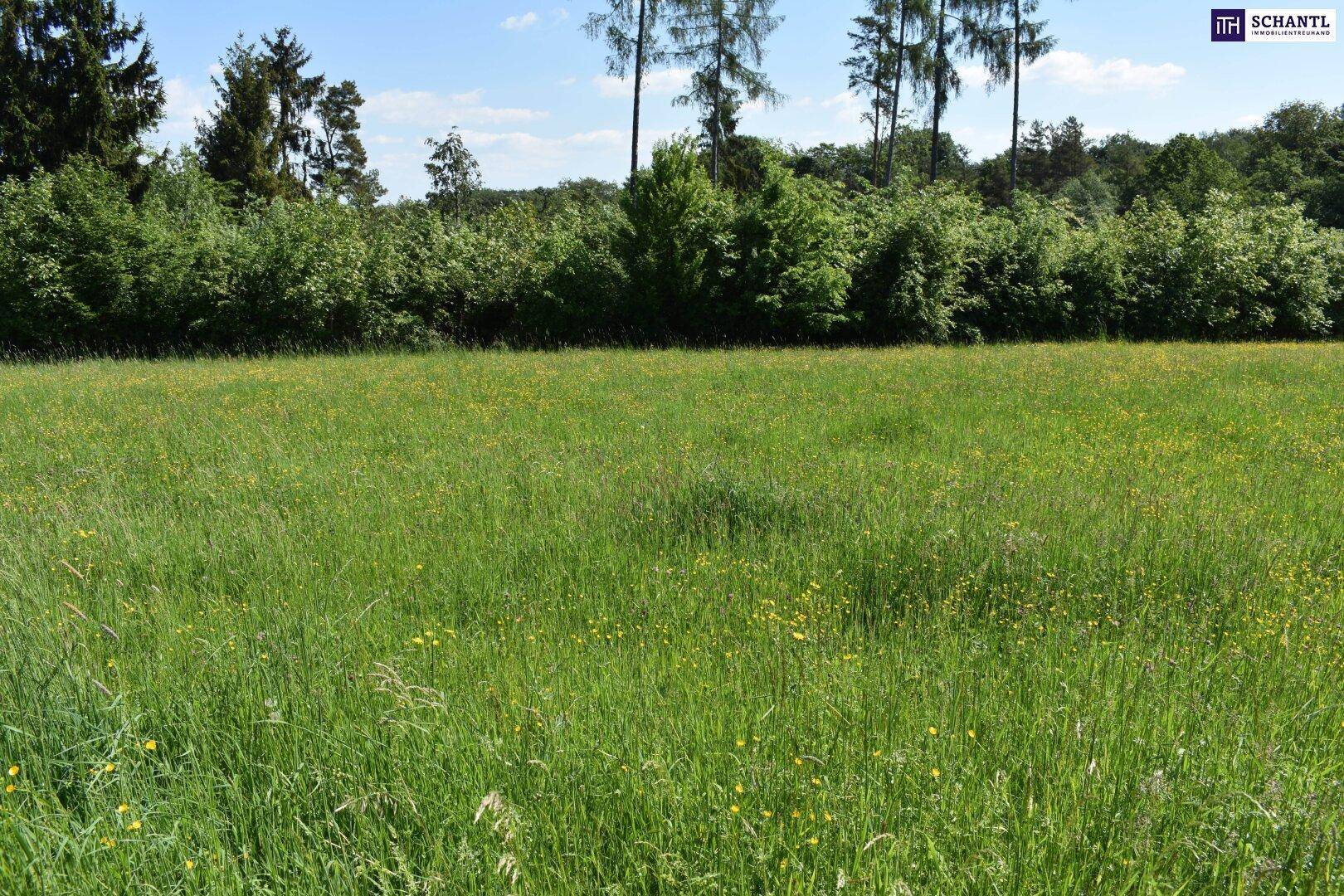 Grüne Wiese mit hohen Gräsern und einer Baumreihe im Hintergrund unter blauem Himmel.