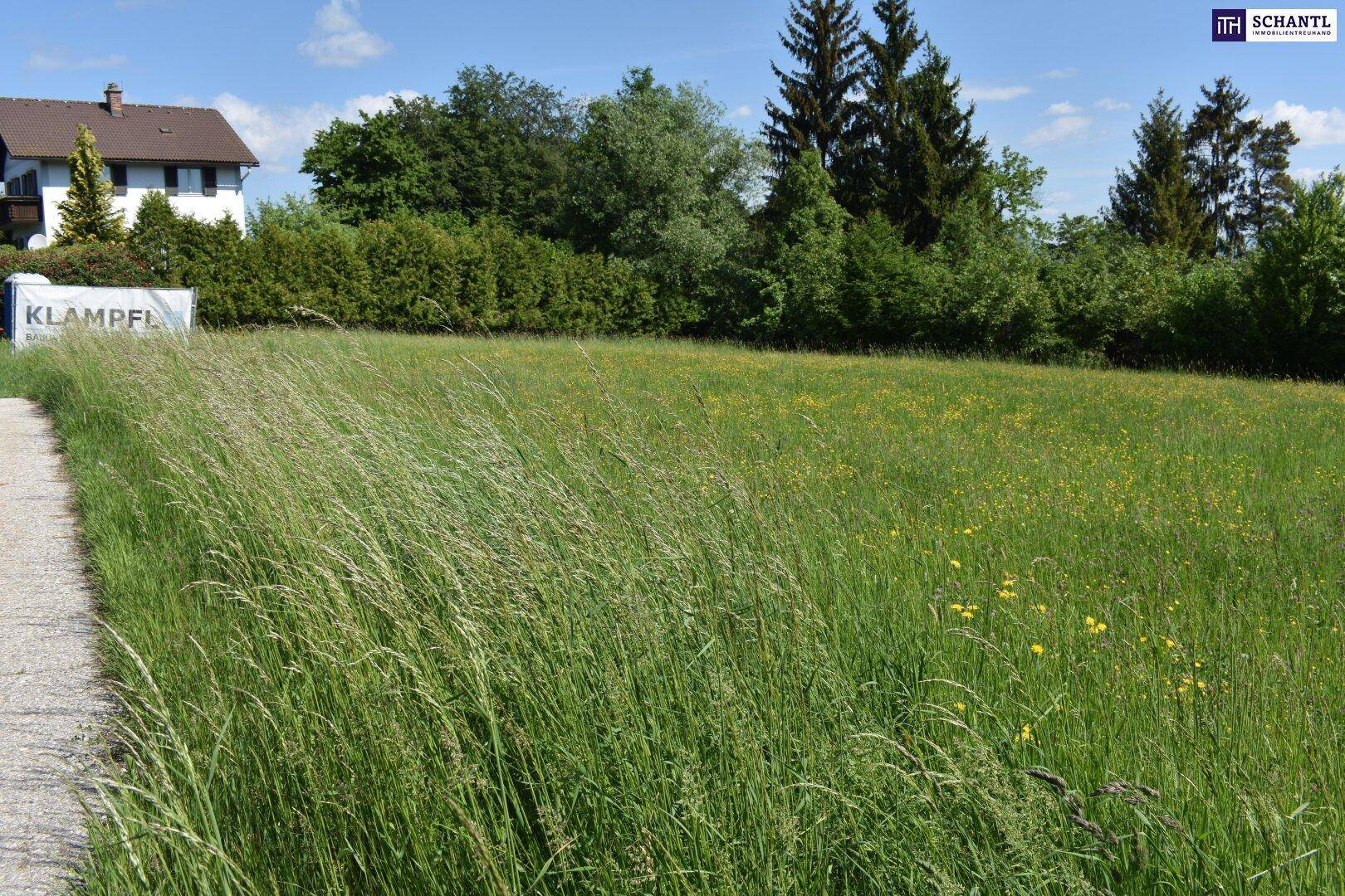 Hohe Gräser auf einer Wiese mit einem Haus und Bäumen im Hintergrund an einem sonnigen Tag.