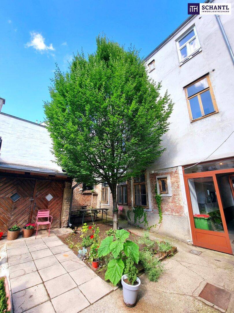 Heller Innenhof mit einem großen Baum, gepflastertem Bereich und alten Gebäuden.