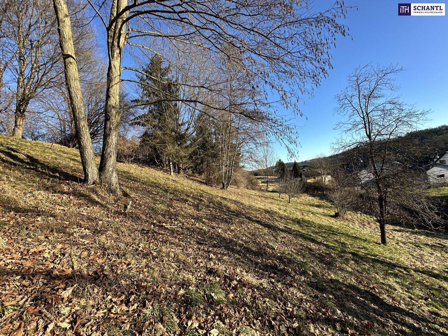Naturbelassenes, leicht abfallendes Grundstück mit Bäumen und Blick auf die Umgebung.