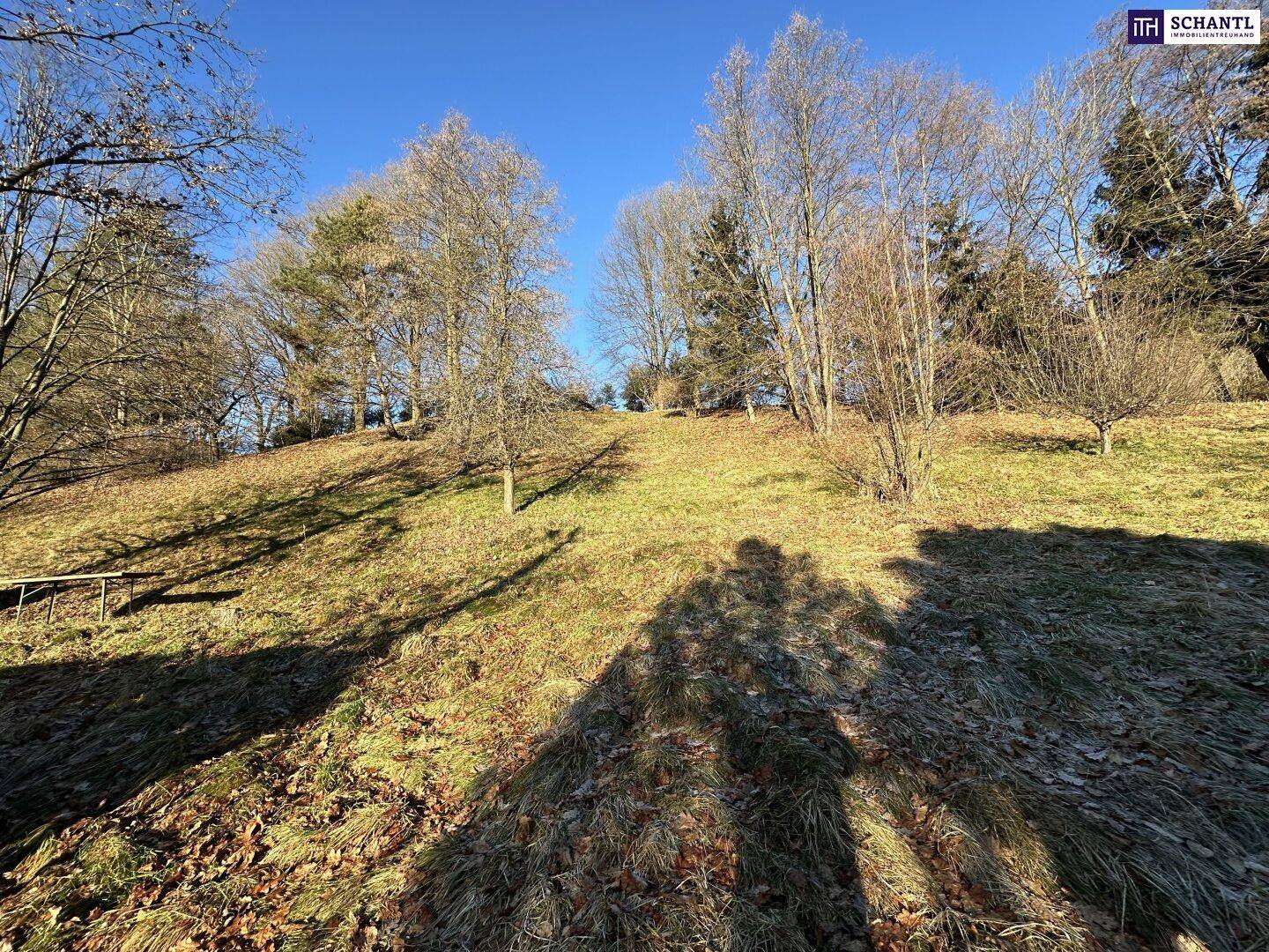 Sonniges, hügeliges Gelände mit Gras und Bäumen, das eine ruhige ländliche Umgebung zeigt.