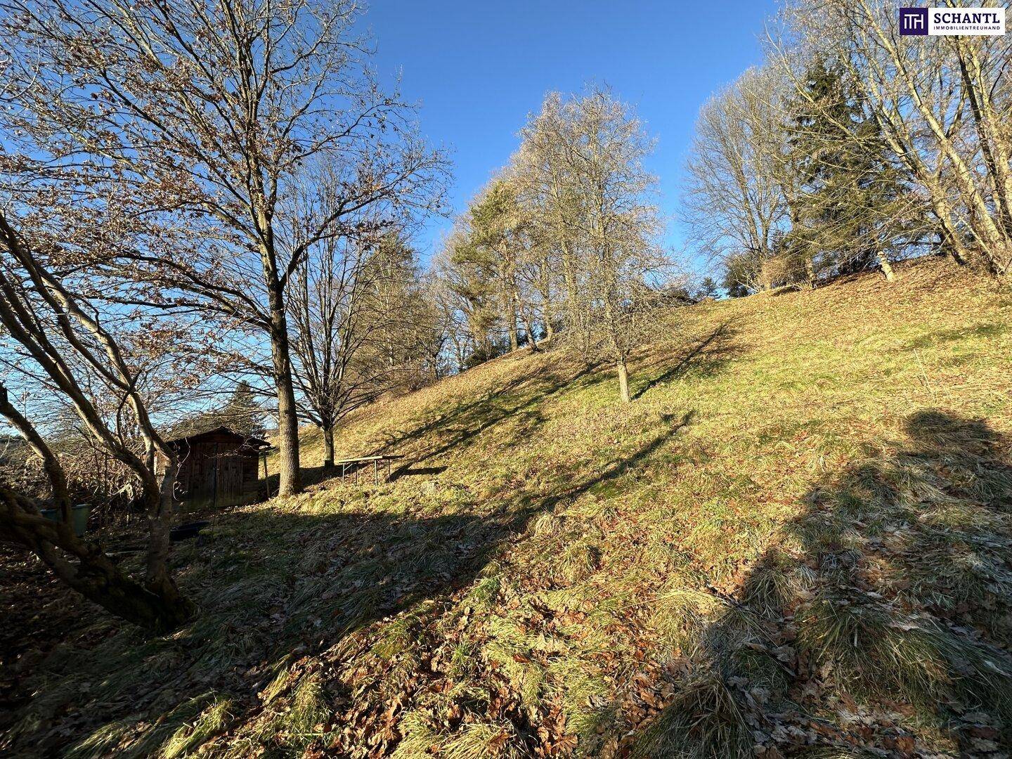 Grünes, sonniges Grundstück mit Bäumen und einem kleinen Holzschuppen in ländlicher Umgebung.