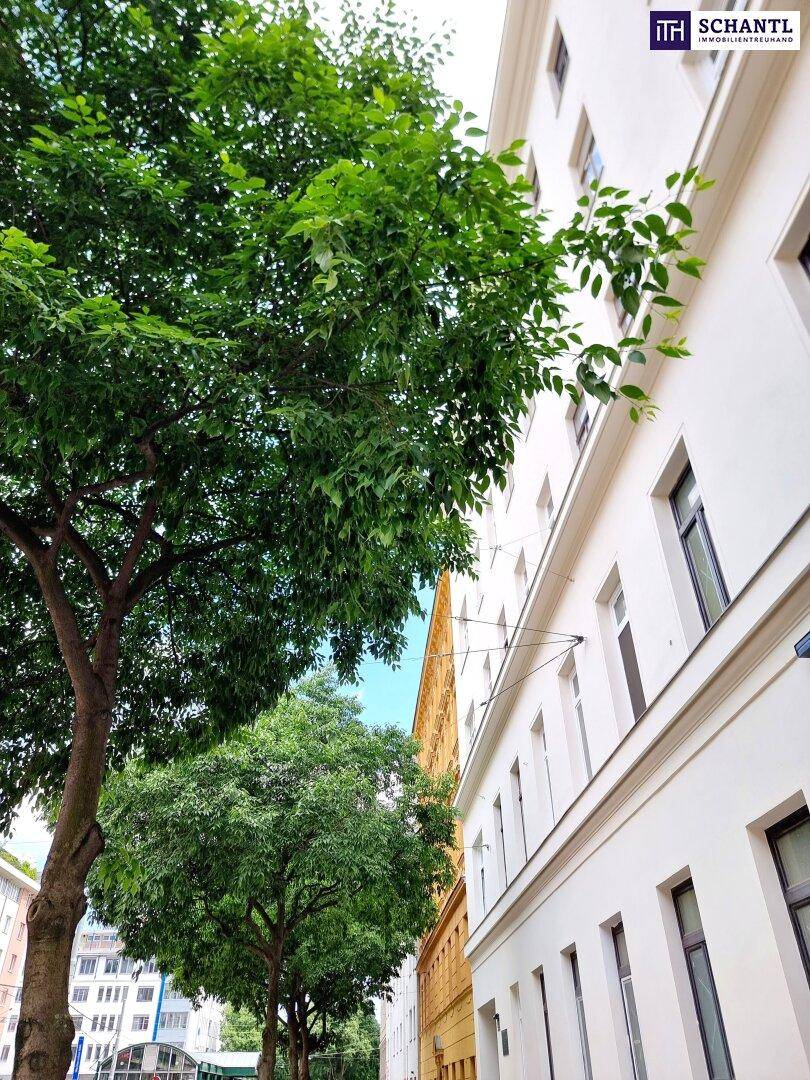 Grüne Allee mit hohen Bäumen und klassischer Architektur der umliegenden Gebäude in der Stadt.