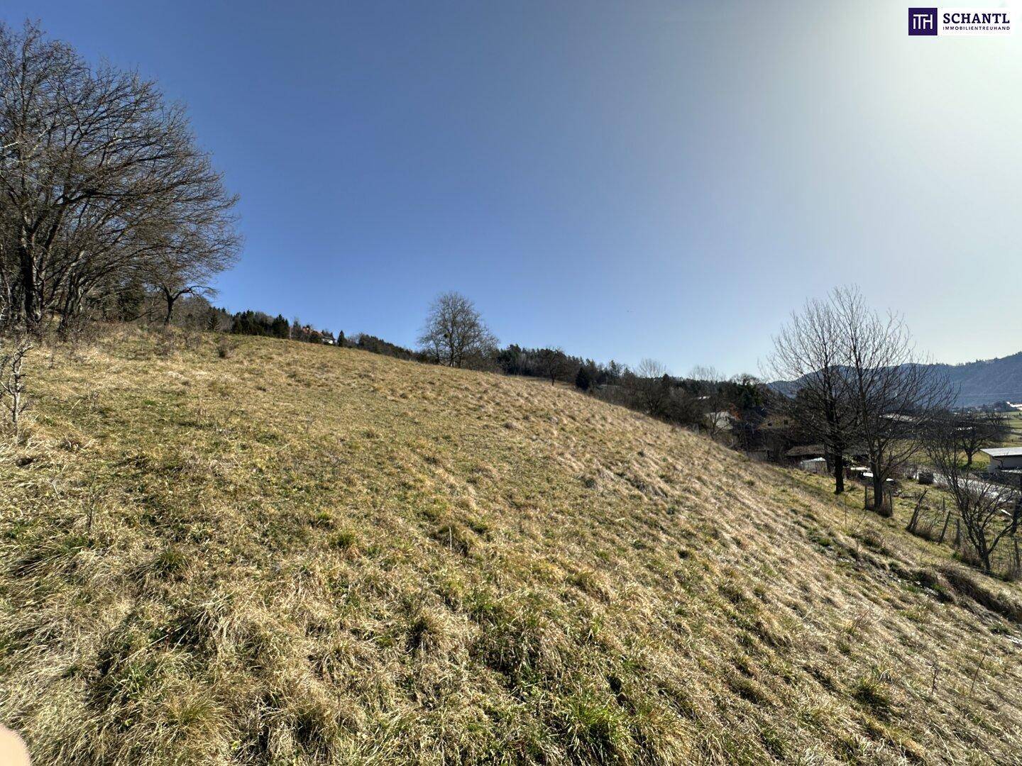 Weitläufiger, sonniger Grashang mit vereinzelten kahlen Bäumen unter strahlend blauem Himmel.