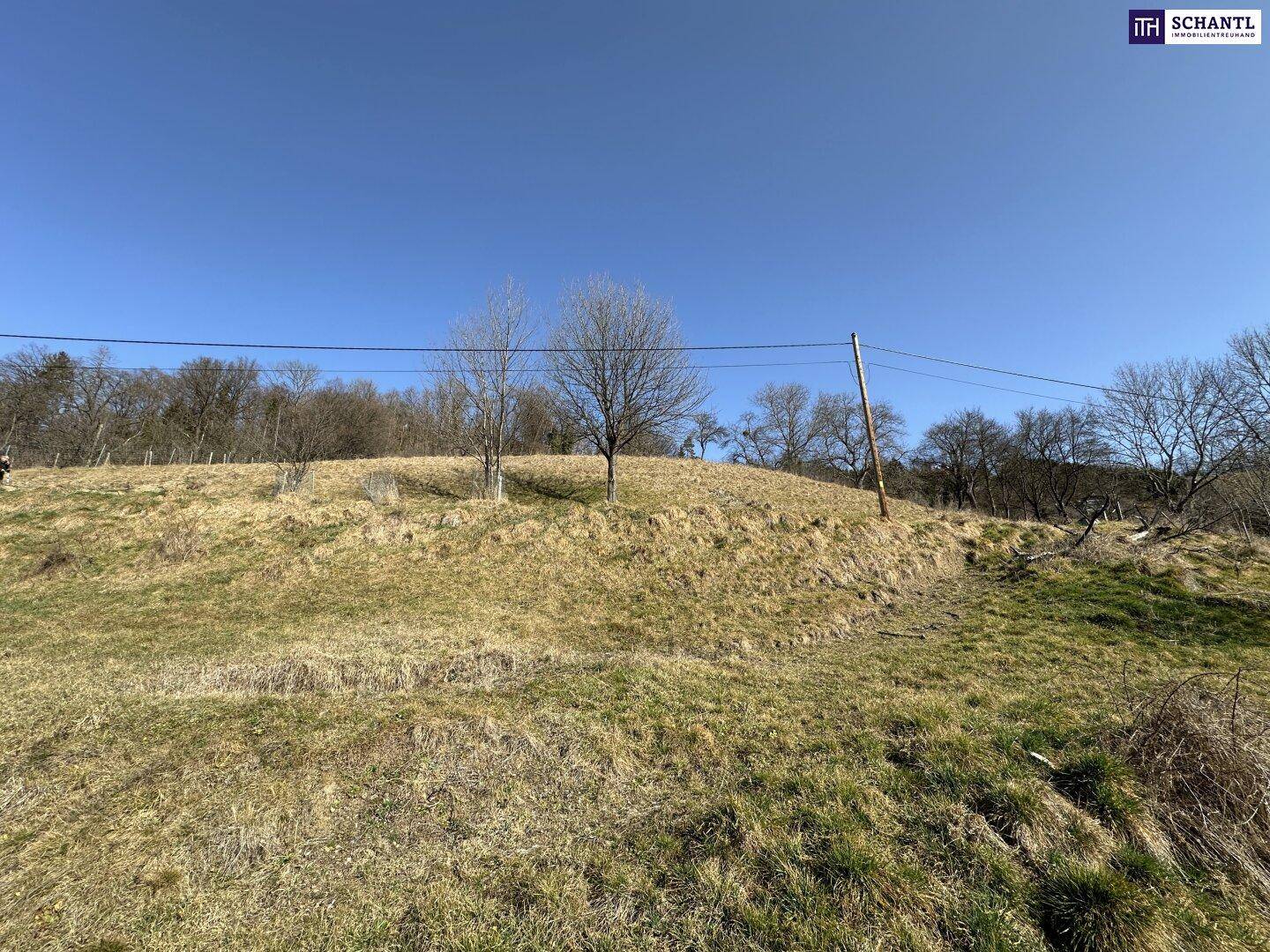 Sanfter Hügel mit trockenem Gras und einem einzelnen Baum unter einem weiten blauen Himmel.