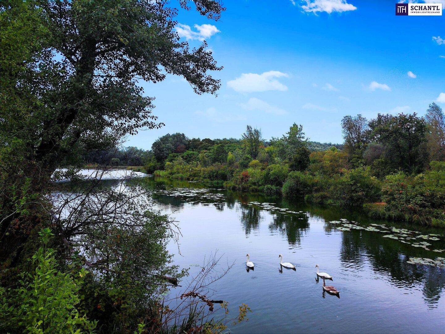 Idyllischer See mit schwimmenden Schwänen, umgeben von dichter Ufervegetation und Bäumen.
