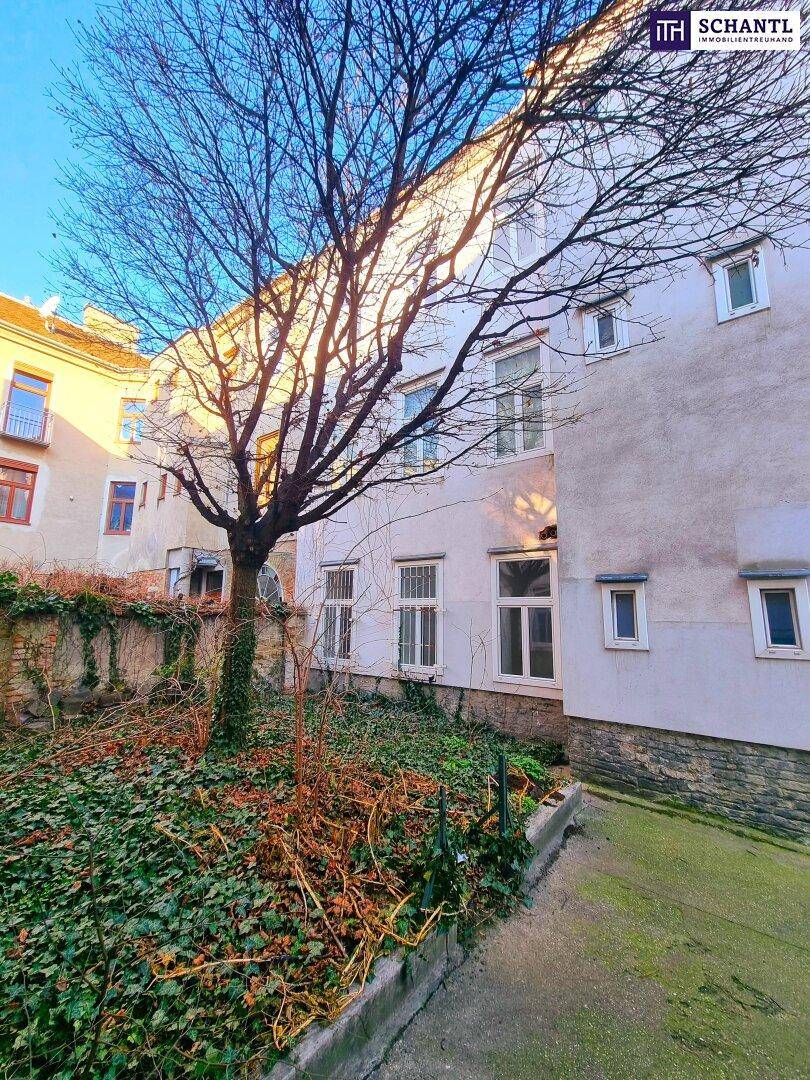 Hinterhofgarten mit altem Baum, Efeu an der Mauer und Gebäudefassaden im Hintergrund.