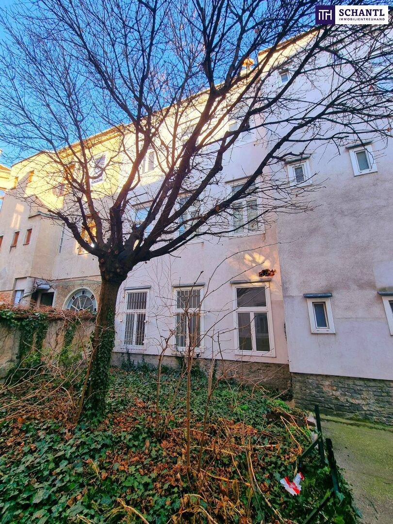 Hinterhofbereich mit einem großen Baum, Efeu an der Mauer und der Gebäudefassade im Sonnenlicht.