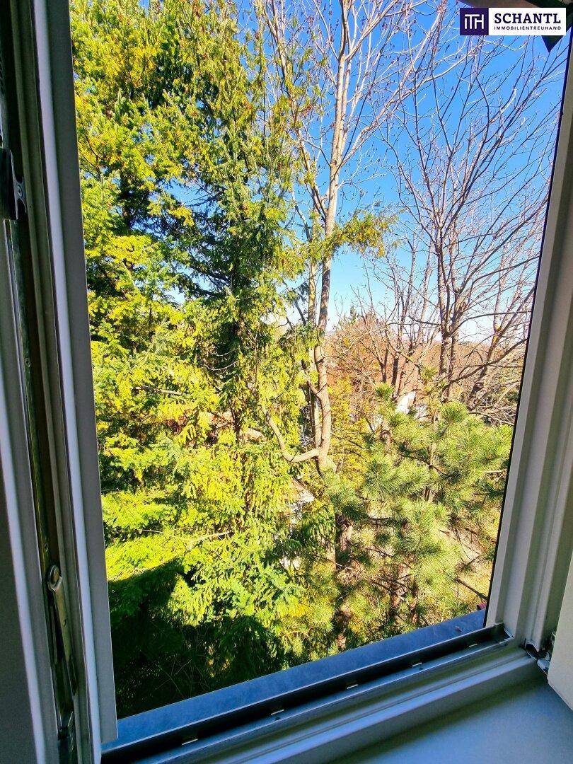 Grüner Ausblick aus dem Fenster auf Bäume und üppige Vegetation.