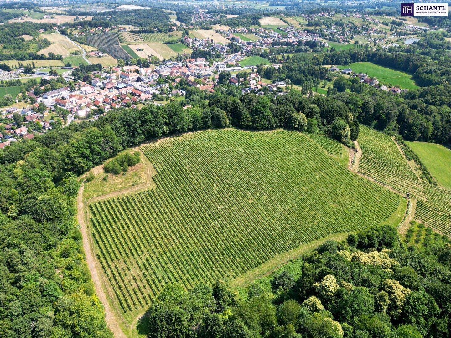 Panoramablick auf einen großen Weinberg, umgeben von Waldgebieten und einer ländlichen Ortschaft.