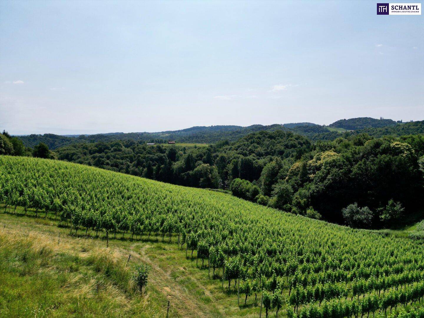 Nahaufnahme eines sonnigen Weinbergs mit üppigen Reben und hügeliger Landschaft im Hintergrund.