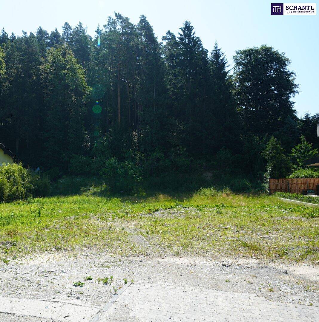 Grünes Grundstück mit Waldrand im Hintergrund und teilweise gepflastertem Bereich im Vordergrund.