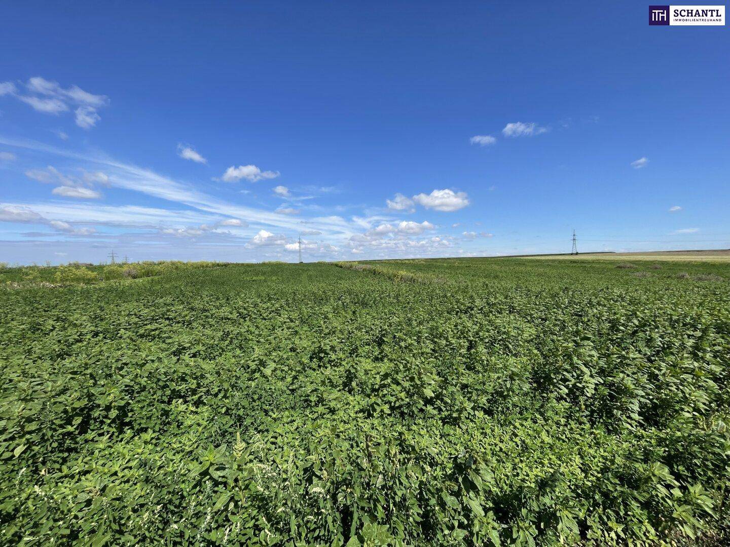 Ausgedehntes grünes Feld unter strahlend blauem Himmel mit vereinzelten Wolken und ländlicher Umgebung.