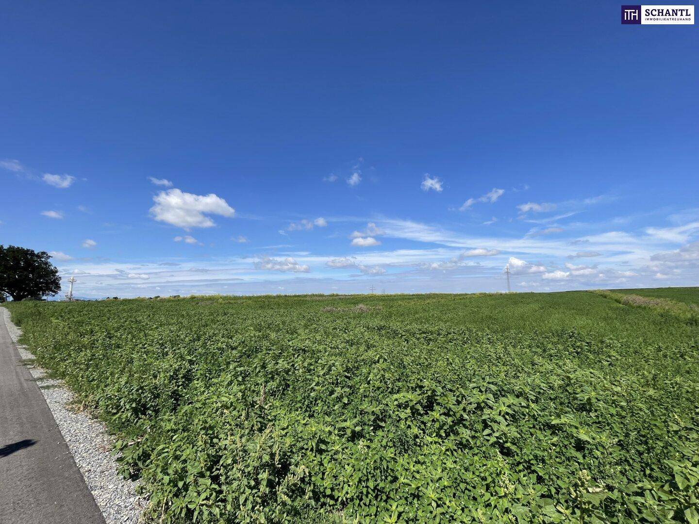 Weitläufige grüne Landschaft mit einem Feldweg und einem Baum am Horizont unter blauem Himmel.