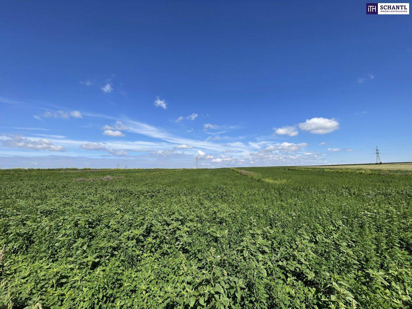 Panoramablick über ein weites grünes Feld unter einem klaren blauen Himmel mit wenigen Wolken.