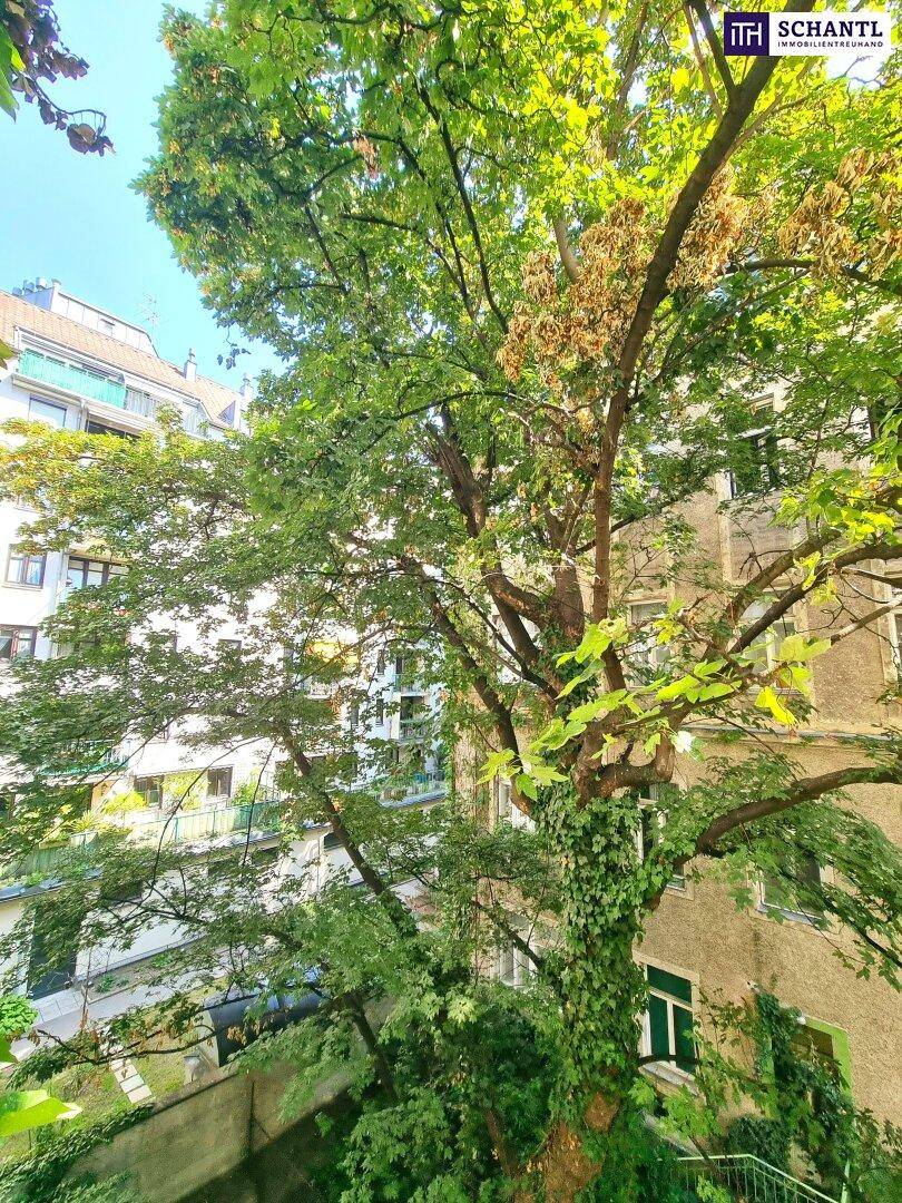 Heller Blick auf einen dicht bewachsenen Innenhof mit altem Baumbestand und umliegenden Fassaden.