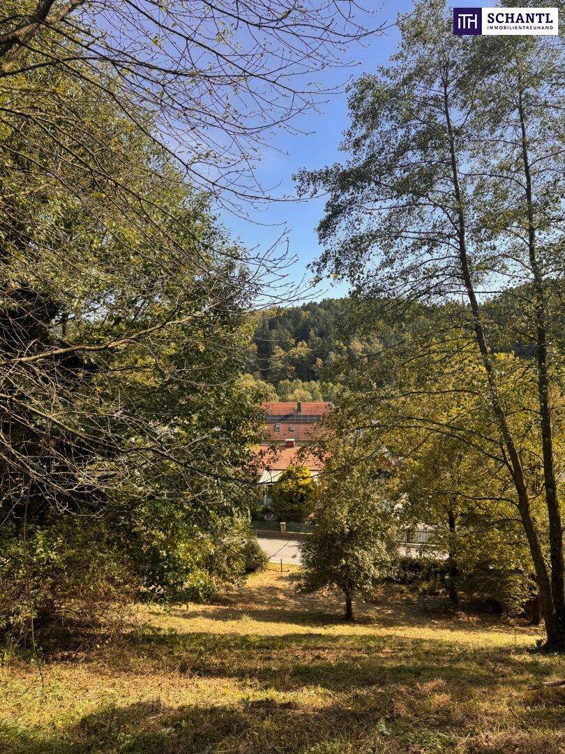 Blick durch Bäume auf eine Straße und Häuser in einer grünen, hügeligen Landschaft.