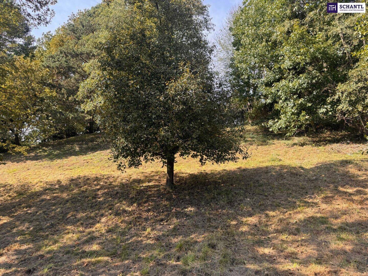 Sonniger, offener Hang mit einem einzelnen Baum und trockenem Gras unter blauem Himmel.