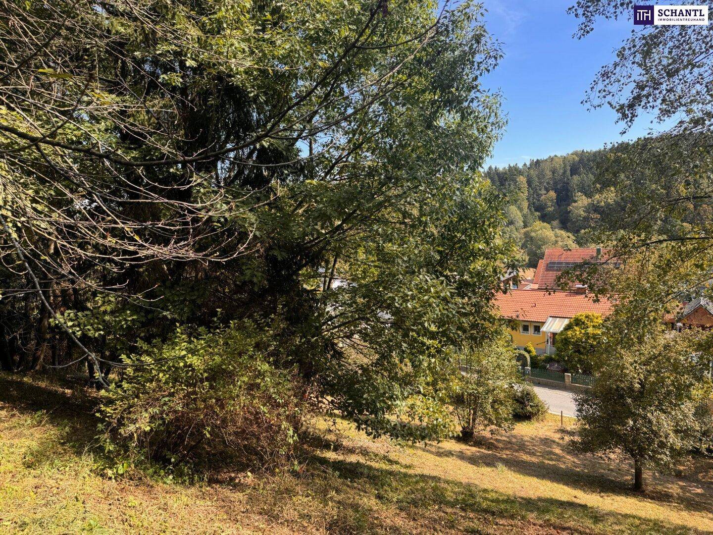 Blick durch dichte Bäume auf eine Straße und Häuser in einer grünen, hügeligen Landschaft.