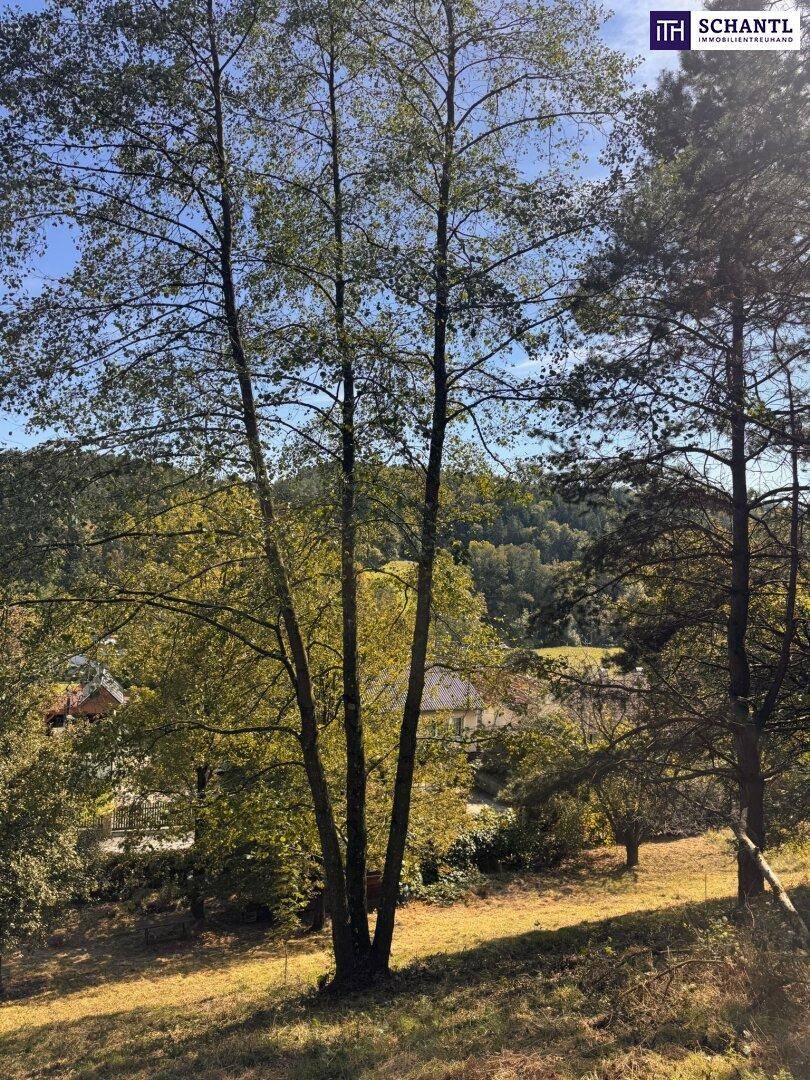 Sonniger Ausblick über Bäume auf eine bewaldete Hügellandschaft und entfernte Häuser.