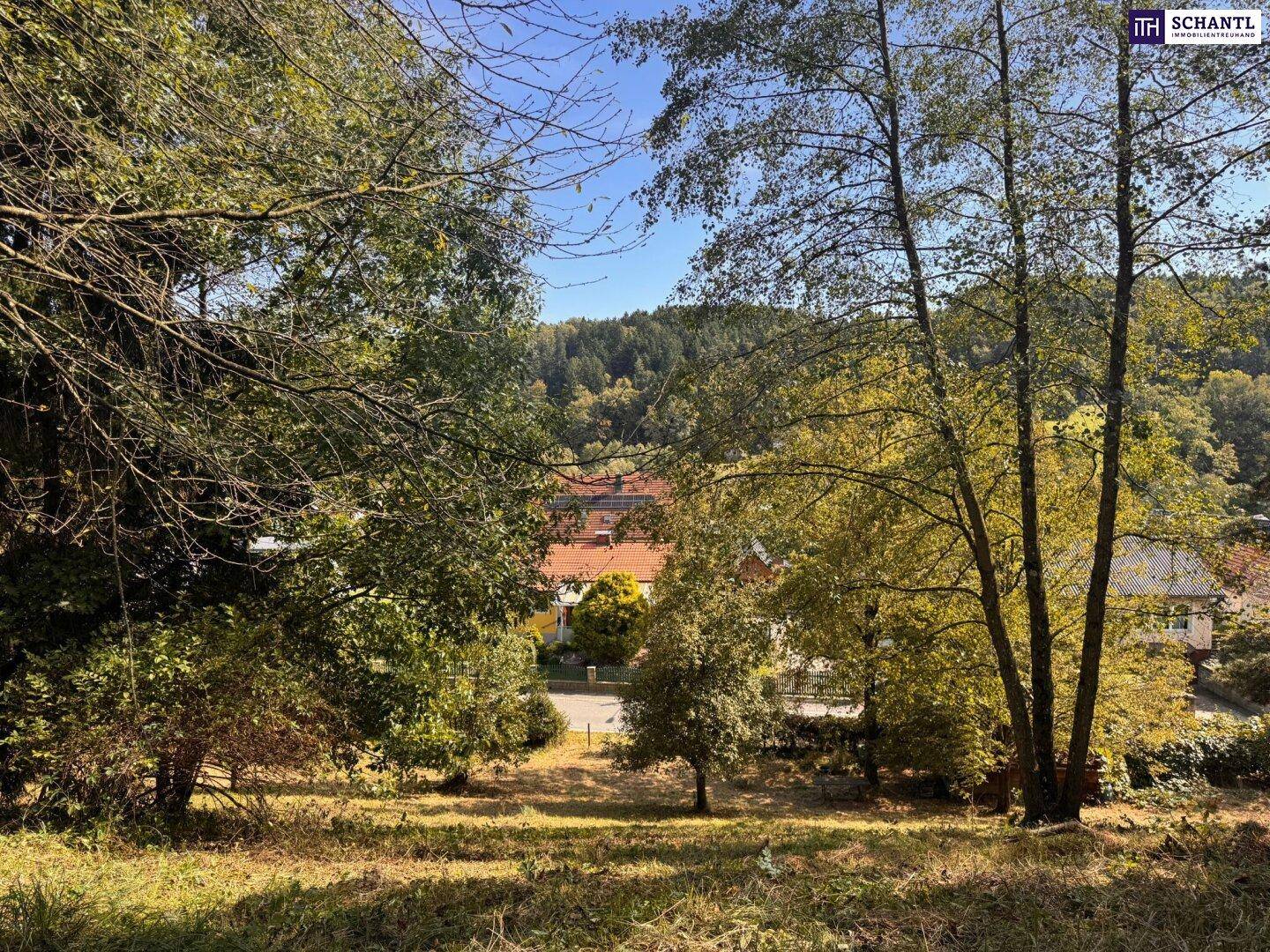 Blick durch Bäume auf eine Straße und Häuser in einer grünen, hügeligen Landschaft.